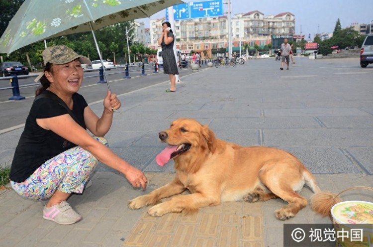 河南许昌：主人购物3岁金毛帮提篮