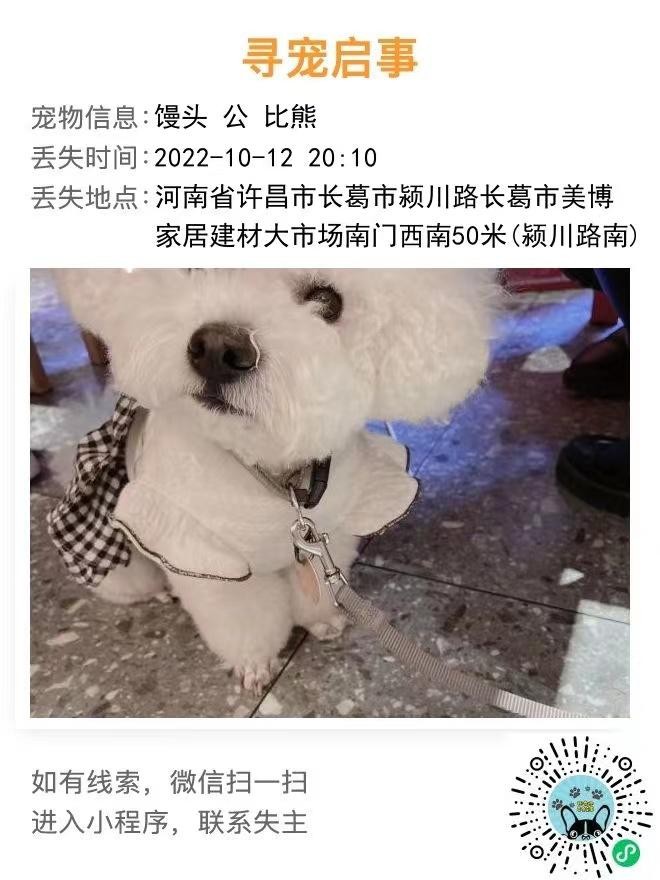 河南省许昌市《寻宠启事》—寻爱犬比熊