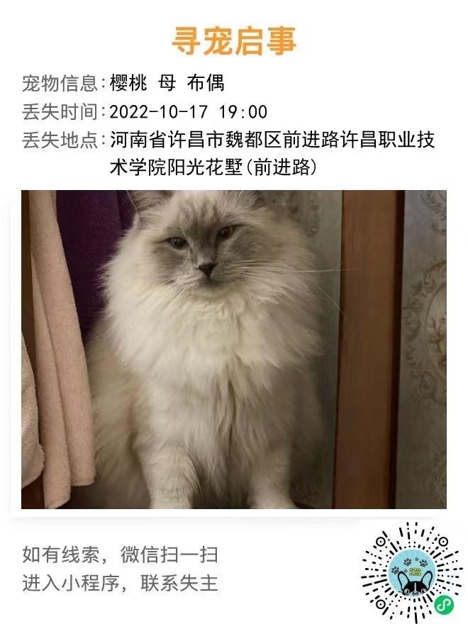 河南省许昌市魏都区《寻猫启事》—寻爱宠“布偶猫”