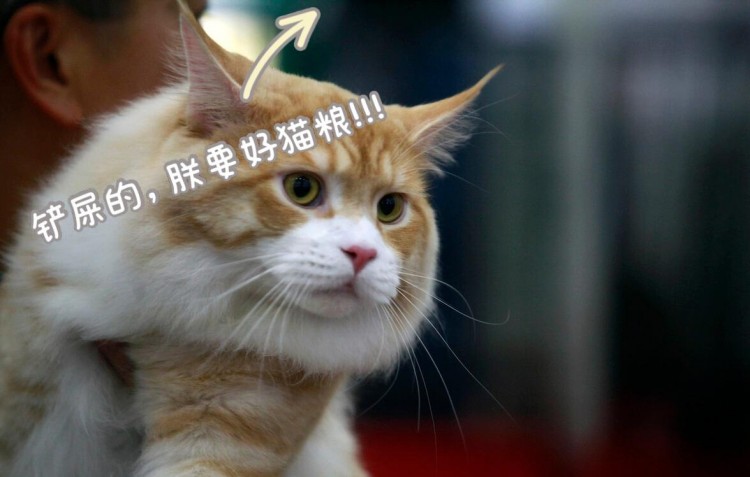 猫咪为什么不让人摸爪子原来隐藏这些原因