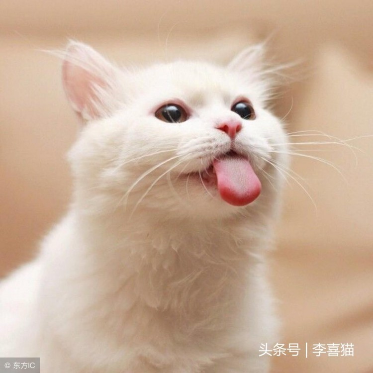 猫咪出现口臭的三个主要原因和应对方法，铲屎官一定要重视起来！