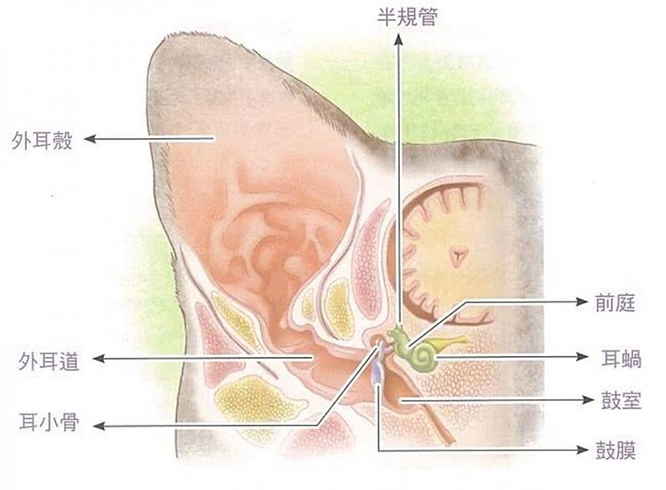 辟谣猫咪摇头抓耳只是耳螨作祟小心变成严重的外耳炎