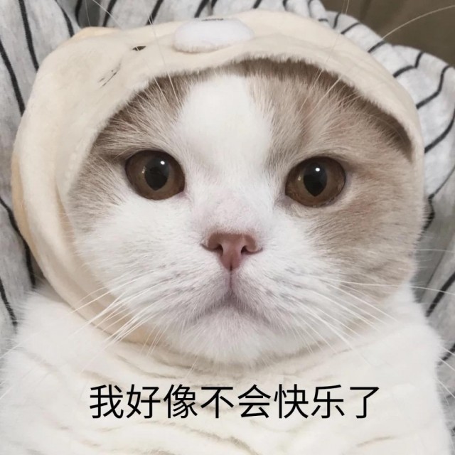 如果一只猫缺乏“安全感”，就会有这些迹象，你知道吗？