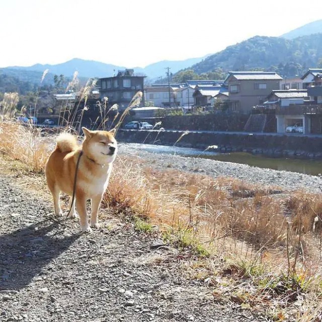 柴犬一只到底多少钱决定柴犬价格的因素